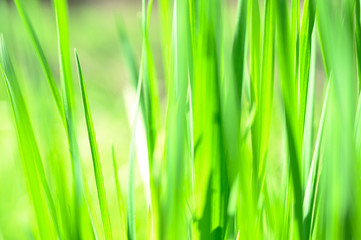 Wall Mural - Green grass in spring with morning sunshine