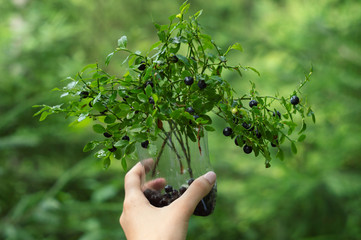 Female hand holds a bouquet of freshly picked wild blueberries on a background of green forest. Close-up selective focus. Vitamin C and antioxidants- healthy diet food.