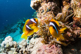 Fototapeta Do akwarium - Clownfish in maldives