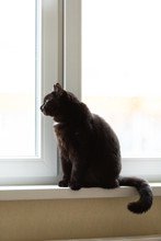 Adorable Black Cat Sits On Windowsill At Quarantine