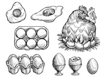 Chicken On The Nest And Fresh Eggs, Vector Illustration. Farm Vintage Sketch.