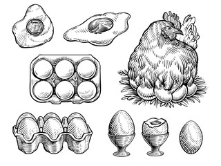 Wall Mural - Chicken on the nest and fresh eggs, vector illustration. Farm vintage sketch.