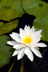 Wall Mural - A blooming water lily flower over a pond.
