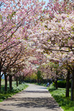 Fototapeta Przestrzenne - Spring in Tokyo 2020