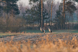 Fototapeta  - Żurawie na polanie