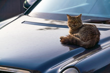  Stray Homeless Cat Resting On The Hood Of A Car