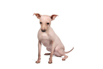 Portrait of an American Hairless Terrier dog isolated against white background