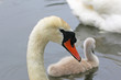 Swan and Cygnet swimming in a lake	
