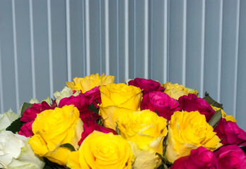 A bouquet of bright roses on a background of gray stripes. White, pink and yellow roses in one bouquet.