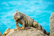 Leguan sitzt auf einem Felsen am Meer