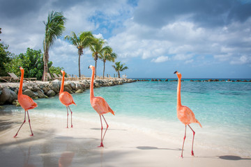 Fototapeta dzikie zwierzę zwierzę ptak flamingo