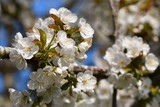 Fototapeta Kwiaty - Kirschblüten