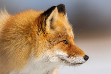 Wall Mural - The Red fox, Vulpes vulpes The mammal is standing on the frozen lake Japan Hokkaido Wildlife scene from Asia nature. walking close to eagles and trying to capture the fish. Winter scene with snow...