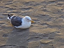 Seagull Relaxing On Beach Sand