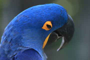 Arara Azul