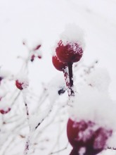 Snow Covered Red Flowers