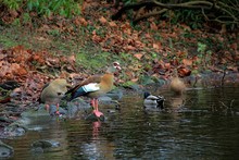Egyptian Geese With Duck In Water At Riverbank