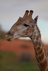 Giraffe (Giraffe camelopardalis), Kgalagadi Transfrontier Park, South Africa.