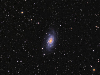 Fototapete - Galaxy NGC 2403 (Caldwell 7) in Camelopardalis constellation against starry sky