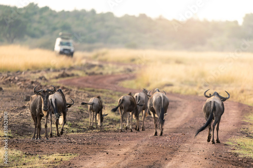 Wildebeest and safari vehicle on a road in the Masai mara Canvas Print