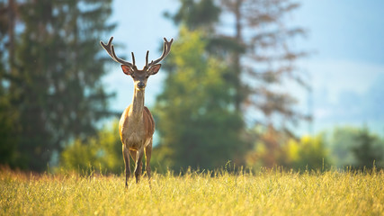 Wall Mural - Juvenile red deer, cervus elaphus, observing from a horizon on a sunlit green meadow in nature. Young male animal with growing antlers in velvet from front view with copy space.