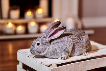 Wall Mural - Beautiful grey rabbit chinchilla breed sits on white wooden box indoors