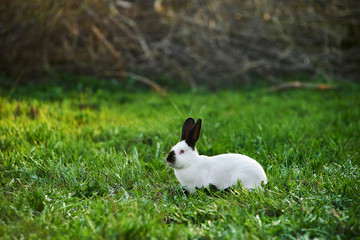 Wall Mural - California white breed of domestic rabbit