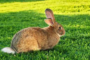 Wall Mural - Flemish Giant rabbit, grey