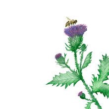 Watercolor Hand Painted Nature Weed Greenery Plant Composition With Milk Thistle Purple Needle Flower, Green Leaves On Branch, Bud And Black Yellow Bee Insect On The White Background
