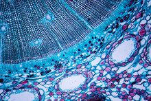Microscopic Image Of Pine Stem (cross-section)