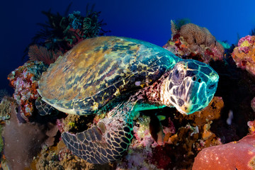  green sea turtle