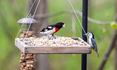 A Rose Breasted Grosbeak and a White Breasted Nuthatch visit a bird feeder