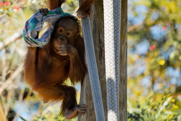 Orangutan, Monkey, baby, orange, cute