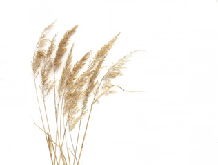 Dry reeds isolated on white background. Abstract dry  grass flowers, herbs..