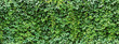 green ivy leaves wall background. nature texture plants