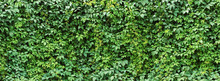 Green Ivy Leaves Wall Background. Nature Texture Plants