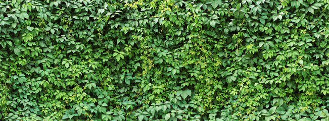 green ivy leaves wall background. nature texture plants