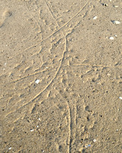 The Outgoing Tide Uncovers Unique Tracks On Beach Sand Made By Horseshoe Crabs Swimming  In Shallow Water During The Previous High Tide Cycle.