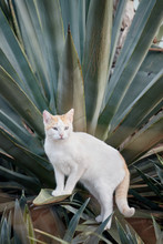 Stray White Cat Cactus