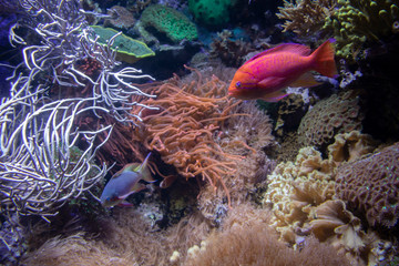 Wall Mural - The Shedd Aquarium is a popular Tourist Attraction in Downtown Chicago