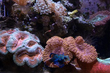 Wall Mural - The Shedd Aquarium is a popular Tourist Attraction in Downtown Chicago