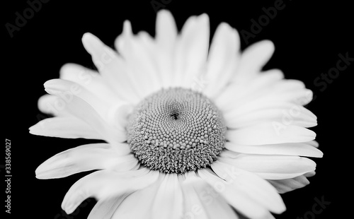 Close-up Of Daisy Flower Against Black Background
