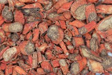 Dry Root Pieces Of Red Sage, Salvia Miltiorrhiza
