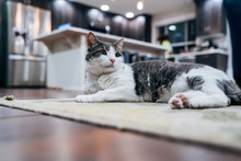 Close Up Of Cat Relaxing On Rug In Living Room Of Home