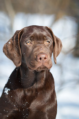 Wall Mural - Dog labrador retriever chocolate in winter outdoor