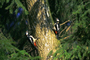 Great Spotted Woodpecker (Dendrocopos major) on tree in Belarus