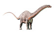 Apatosaurus was a sauropod dinosaur. A herbivore, it lived in during the Late Jurassic Period in what is now North America. On a white background. 3D Rendering