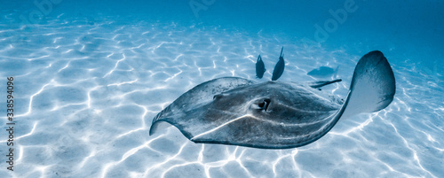 Cuadros en Lienzo Stingray swimming in Moorea's lagoon