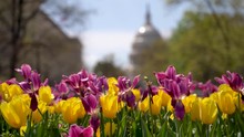 Slider Motion To The Left With Focus Shift Of Pink And Yellow Tulips To The US Capitol.