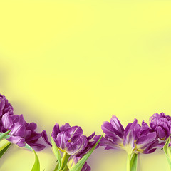 Wall Mural - Top view on purple tulip flowers that lie on a yellow background. The concept of a flat lay, holiday, gift, postcard, International Women's Day, March 8th.